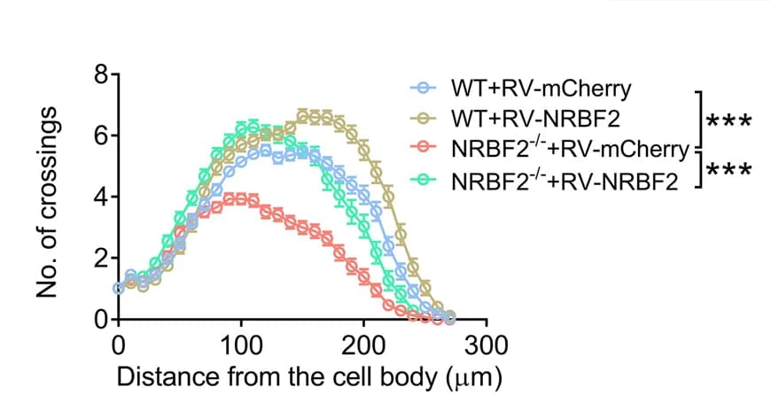 Open access visualization of Line Plot, Error Bars, Dendritic Complexity, mCherry + newborn neurons