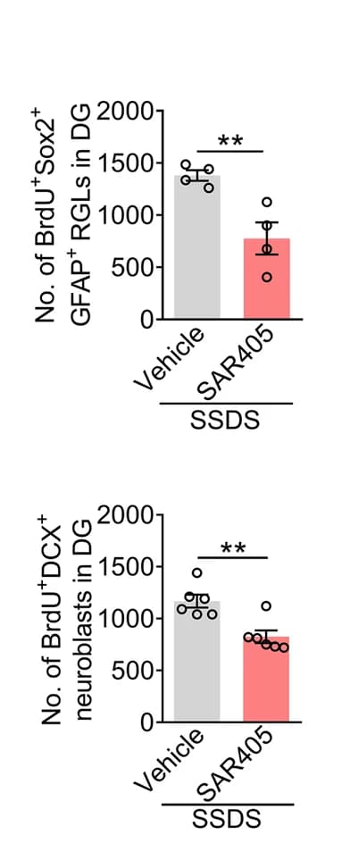 Open access visualization of Bar Plot, Error Bars, Scatter Plot, Quantification, BrdU+ Sox2+ GFAP+ RGLs
