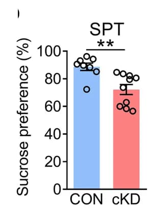 Open access visualization of Bar Plot, Error Bars, Scatter Plot, Behavioral Tests, SPT