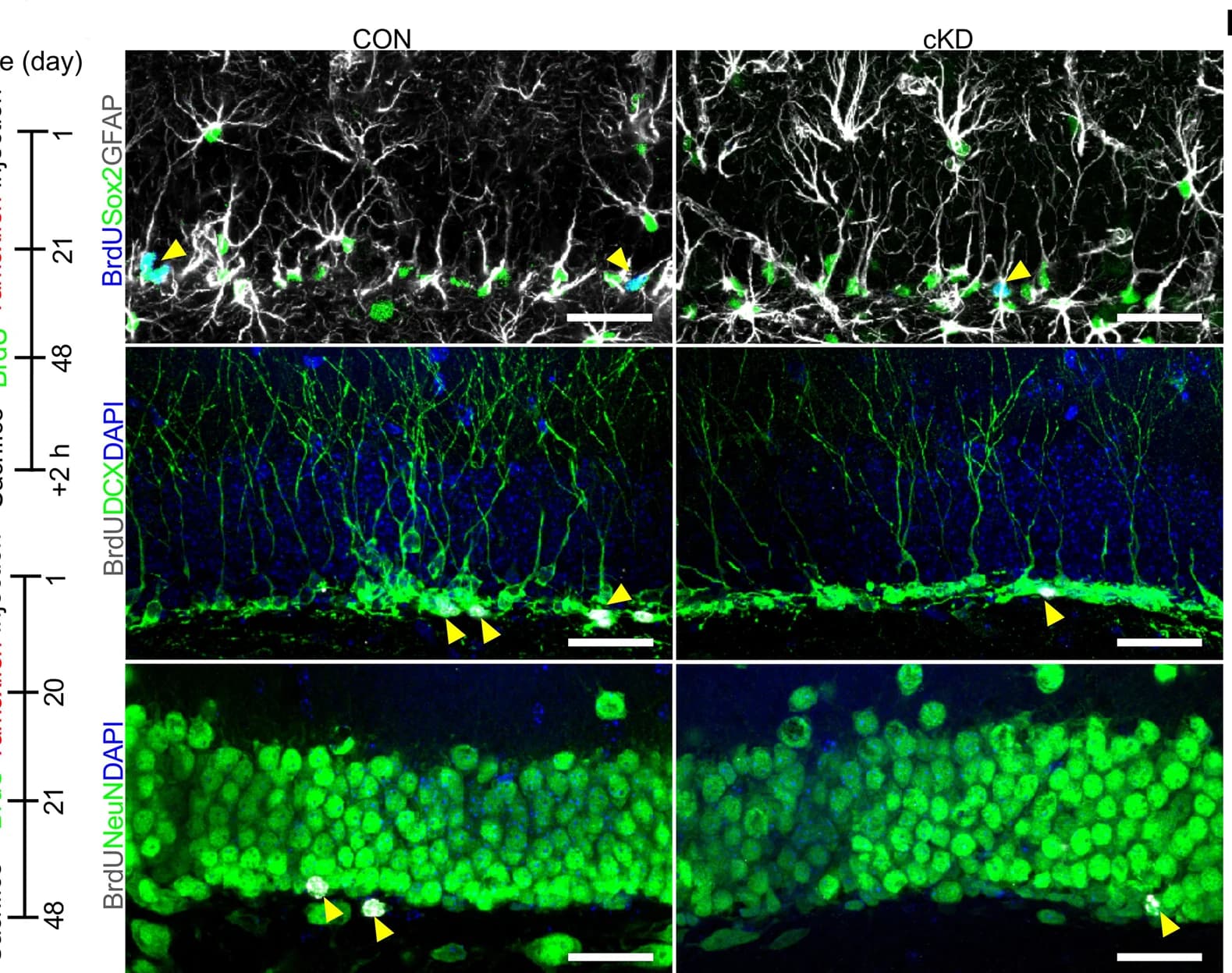 Open access visualization of Microscopy, Representative Images, BrdU, Sox2, GFAP