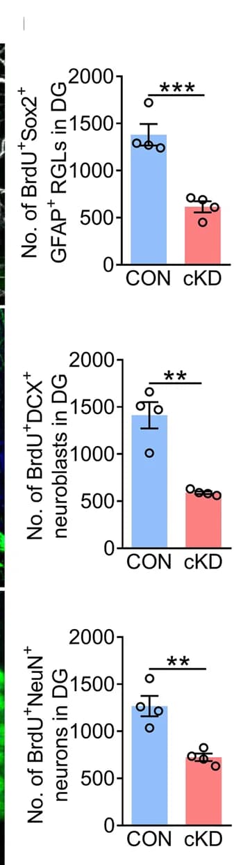 Open access visualization of Bar Plot, Error Bars, Clustered, Quantification, BrdU