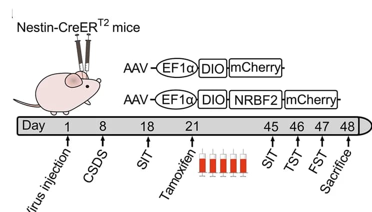 Open access visualization of Workflow, Illustration, Timeline, Experiments