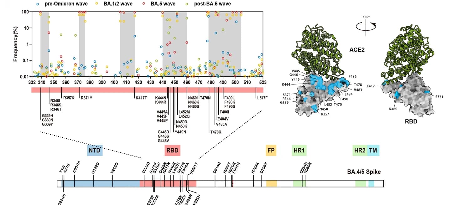Open access visualization of Scatter Plot, Protein Structure, Illustration, RBD mutations, Functional assessment