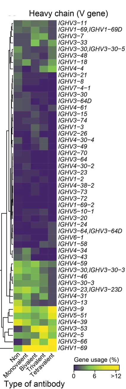 Open access visualization of Heatmap, Clustered, Hierarchical Clustering, VH Gene Usage Frequencies, B Cell-derived