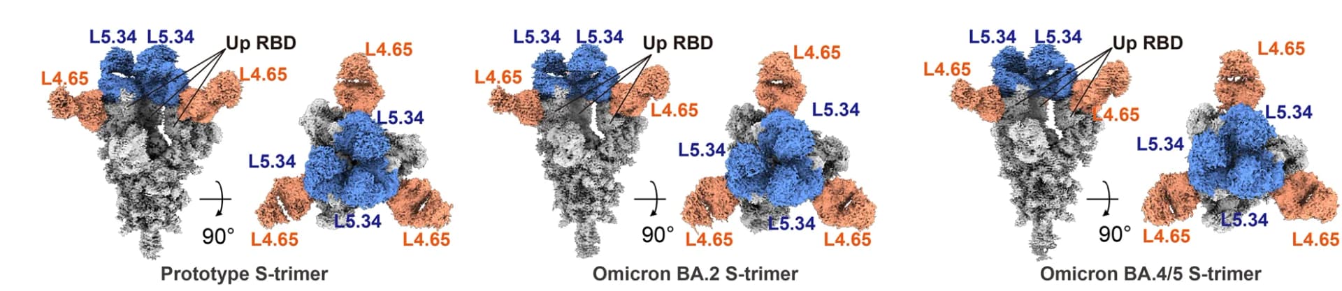 Open access visualization of Protein Structure, cryo-EM maps, SARS-CoV-2 S trimers, Omicron BA.2, Omicron BA.4/5
