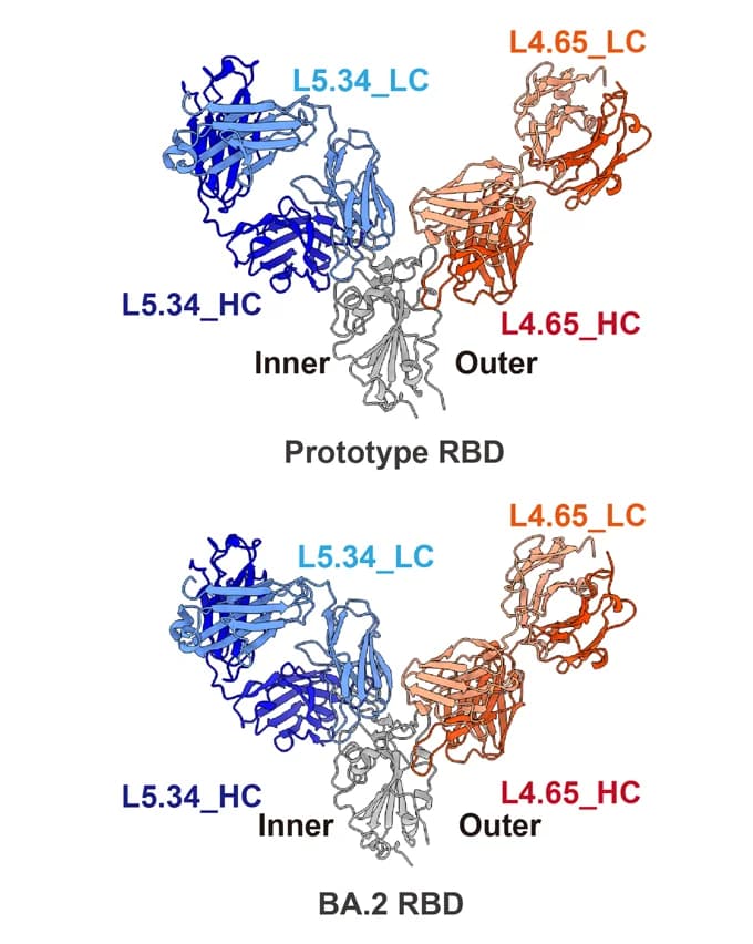 Open access visualization of Protein Structure, Cartoon representations, SARS-CoV-2 RBDs, Omicron BA.2, Omicron BA.4/5