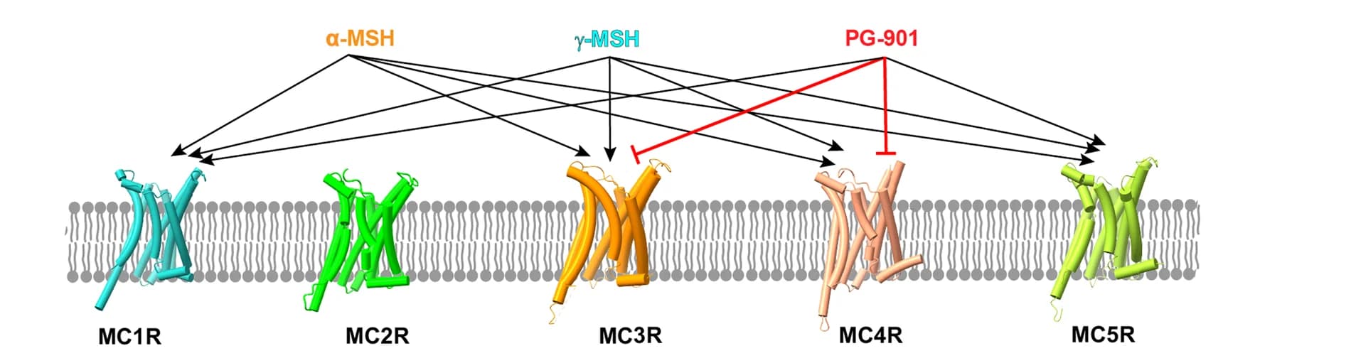 Open access visualization of Workflow, Chemical Structure, gamma-MSH, alpha-MSH, PG-901