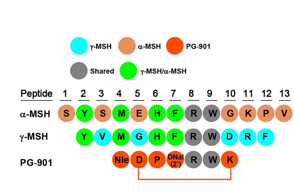 Open access visualization of Illustration, Amino Acid Sequences, gamma-MSH, alpha-MSH, PG-901