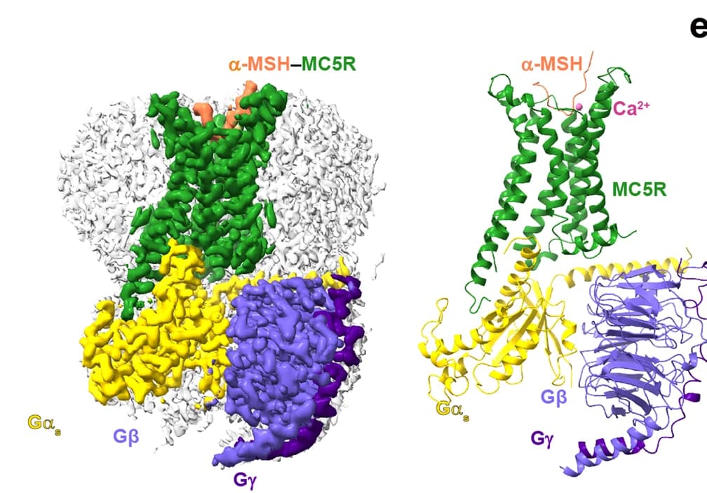 Open access visualization of Protein Structure, Cryo-EM, Density Maps, Cartoon Representation, alpha-MSH