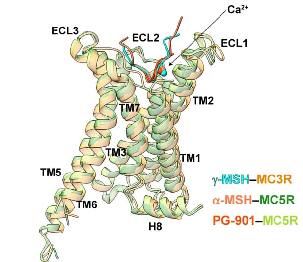 Open access visualization of Protein Structure, γ-MSH, MC3R, α-MSH, MC5R