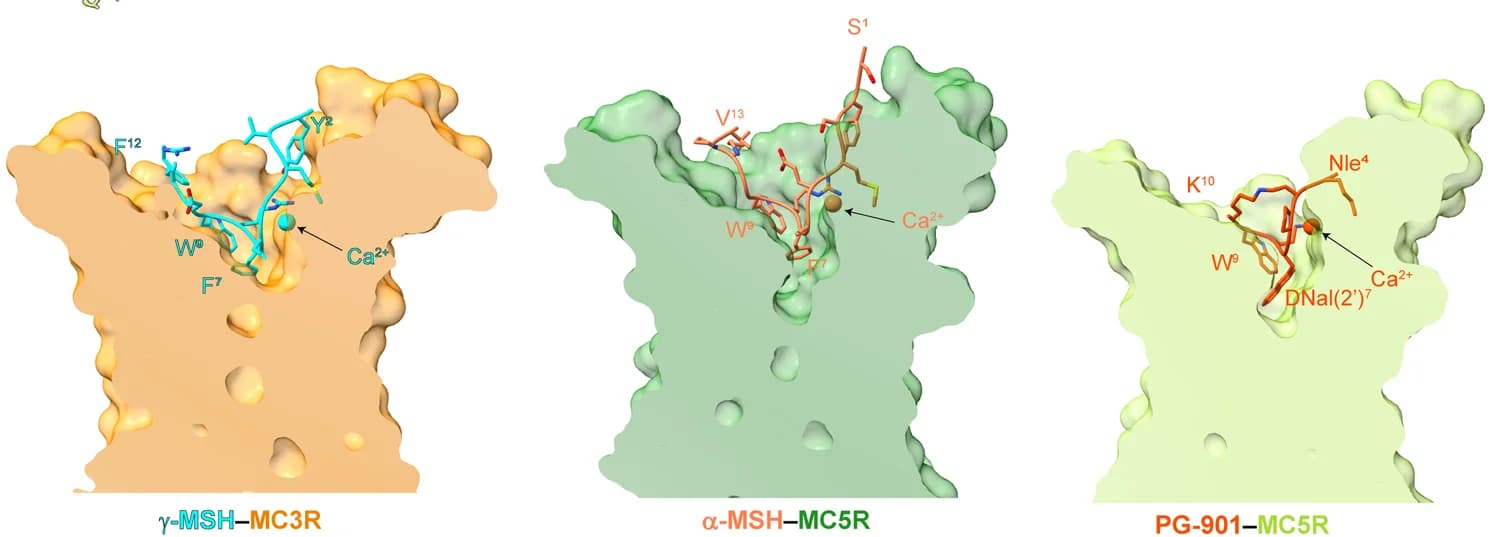Open access visualization of Protein Structure, Ligand-binding pockets, γ-MSH, MC3R, α-MSH