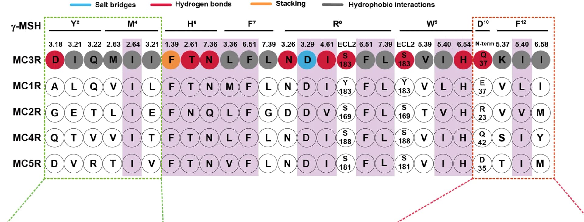 Open access visualization of Illustration, Table Image, Gamma-MSH, MC3R, Amino acid residues