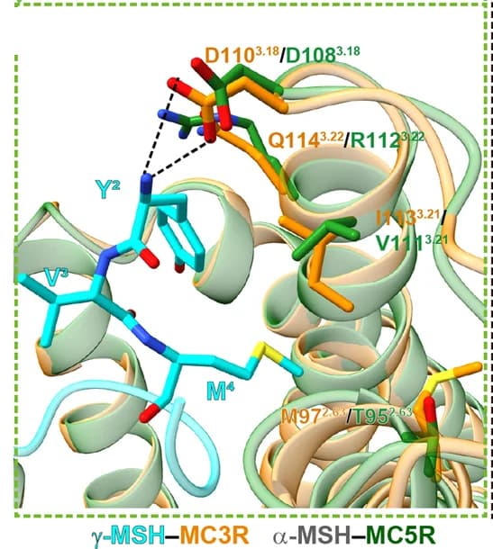 Open access visualization of Protein Structure, Chemical Structure, N-terminus, Gamma-MSH, MC3R TMD