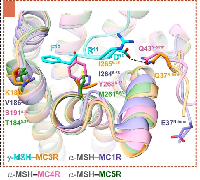 Open access visualization of Protein Structure, C-terminus, Gamma-MSH, MC3R, Receptor residues