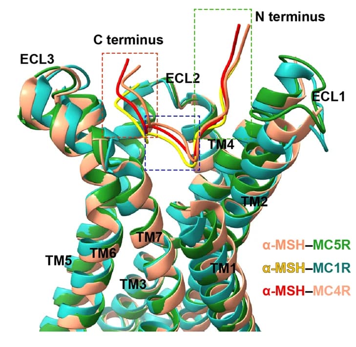 Open access visualization of Protein Structure, alpha-MSH, MC5R, MC1R, MC4R