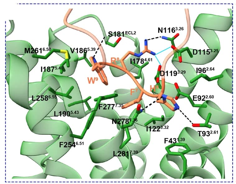 Open access visualization of Protein Structure, Chemical Structure, Middle region, Alpha-MSH, MC5R TMD