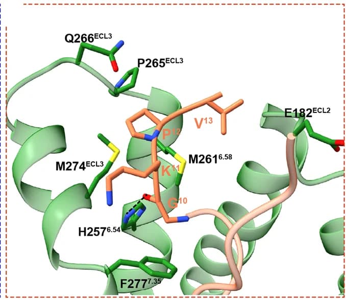 Open access visualization of Protein Structure, Chemical Structure, C-terminus, Alpha-MSH, MC5R TMD