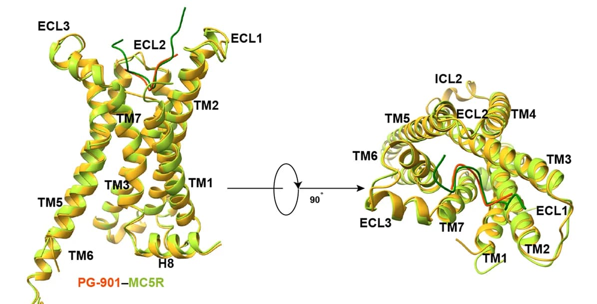 Open access visualization of Protein Structure, PG-901, MC5R, alpha-MSH, G protein
