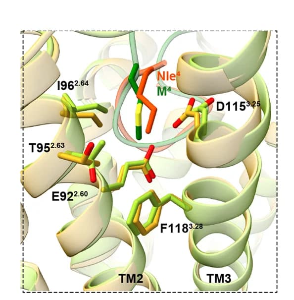 Open access visualization of Protein Structure, Chemical Structure, PG-901, Nle 4, alpha-MSH