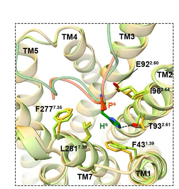 Open access visualization of Protein Structure, PG-901, P 6, alpha-MSH, MC5R