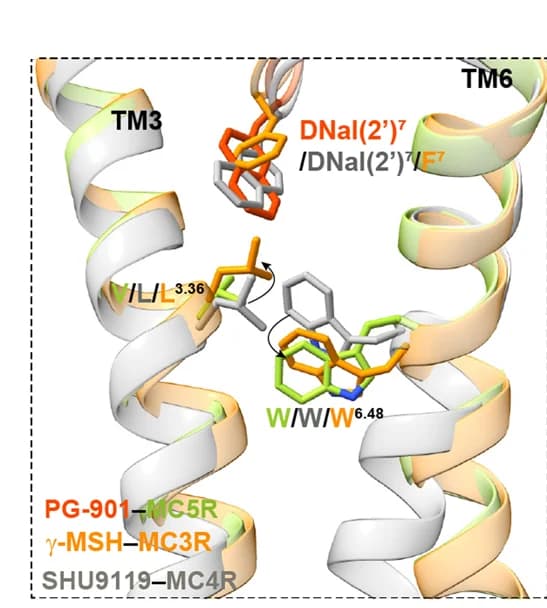 Open access visualization of Protein Structure, Chemical Structure, PG-901, MC5R, gamma-MSH