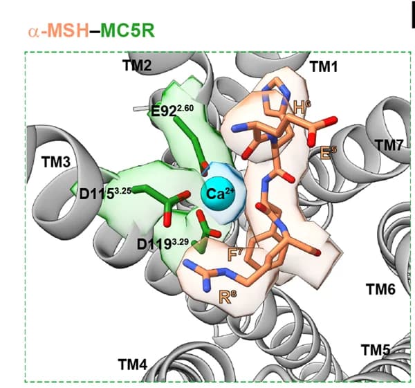 Open access visualization of Protein Structure, Chemical Structure, Ca2+ binding pocket, α-MSH, MC5R complex