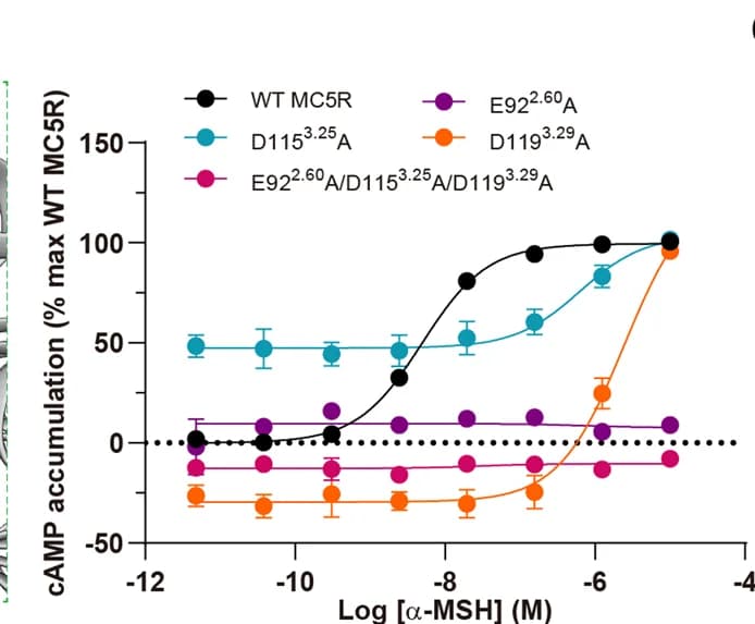 Open access visualization of Line Plot, Error Bars, MC5R mutations, α-MSH, cAMP accumulation