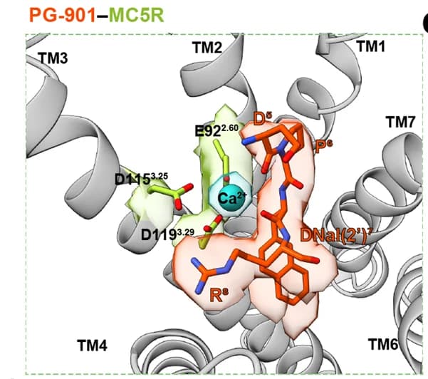 Open access visualization of Protein Structure, Chemical Structure, Ca2+ binding pocket, PG-901, MC5R complex