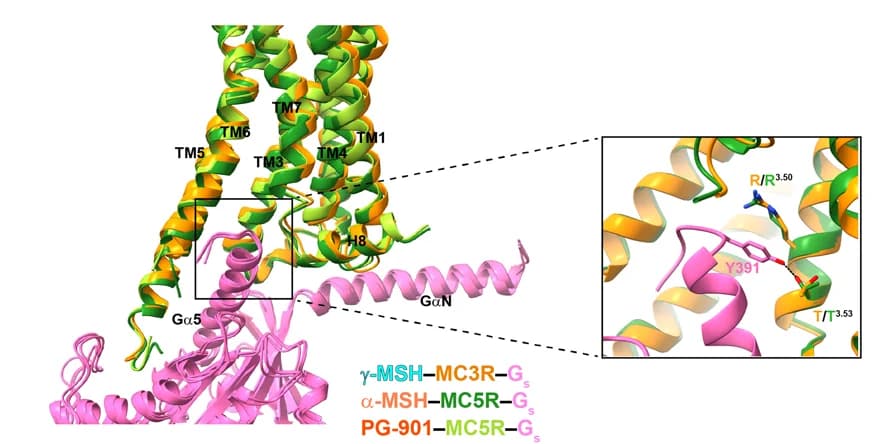 Open access visualization of Protein Structure, 3D Plot, Chemical Structure, G protein, MC3R