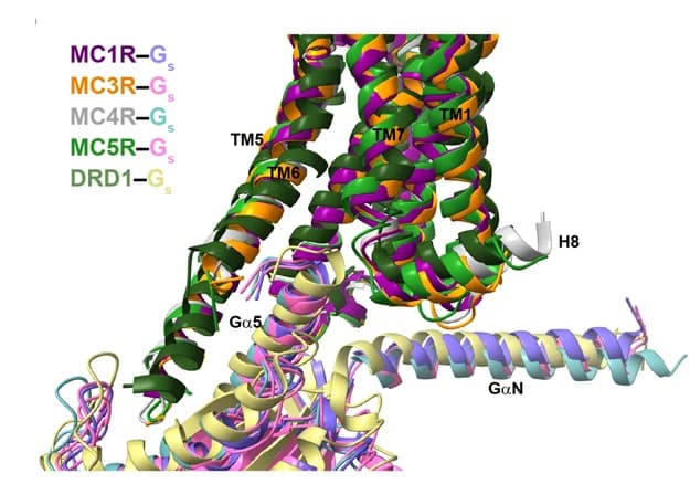 Open access visualization of Protein Structure, G protein, MC1R, MC3R, MC4R