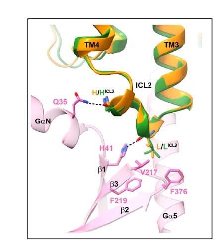 Open access visualization of Protein Structure, Chemical Structure, ICL2, Receptor, G protein