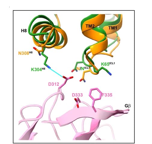 Open access visualization of Protein Structure, Chemical Structure, Helix 8, ICL1, G protein