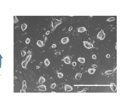 Open access visualization of Microscopy, biPSCs
