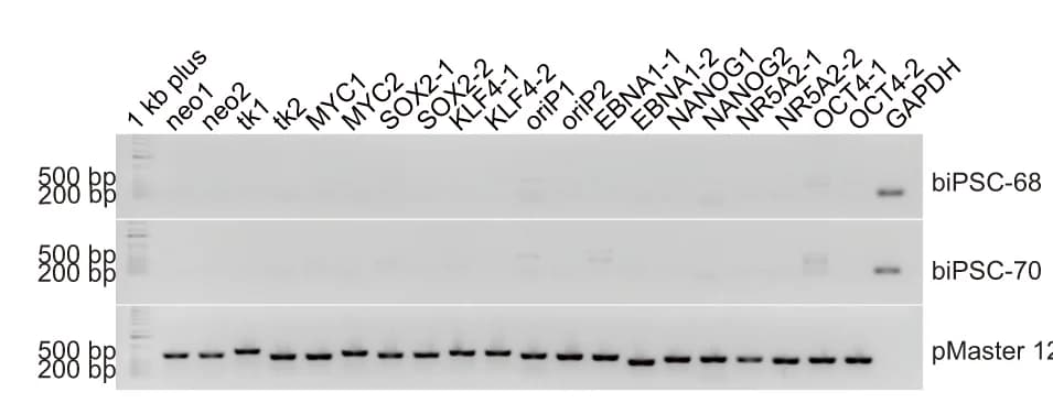 Open access visualization of Gel, PCR Analysis, Vector Sequences, biPSC-68, biPSC-70