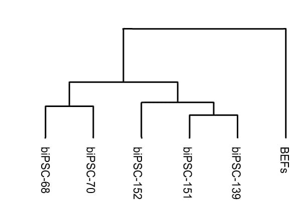 Open access visualization of Workflow, Dendrogram Clustering, Gene Expression Profiles, BEFs, Transgene