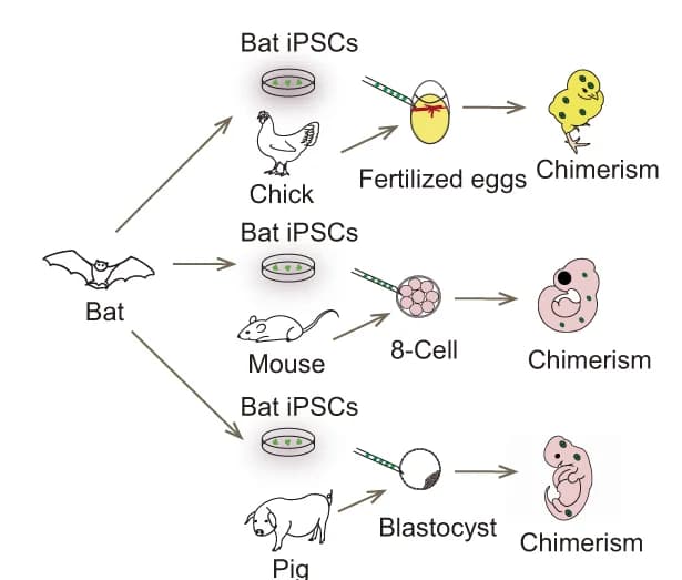 Open access visualization of Workflow, Illustration, Model, biPSCs, Interspecies Chimeras