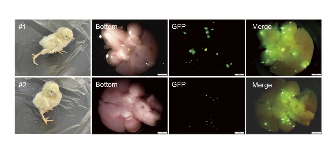 Open access visualization of Photo, Microscopy, Bat/Chick Chimeras, GFP Fluorescence