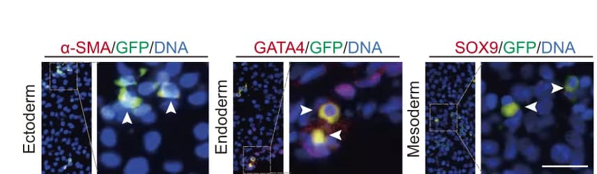 Open access visualization of Microscopy, IF Staining, GFP, biPSCs, Pig Germ Layers