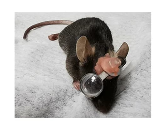 Open access visualization of Photo, Mouse, Myopia, Lens