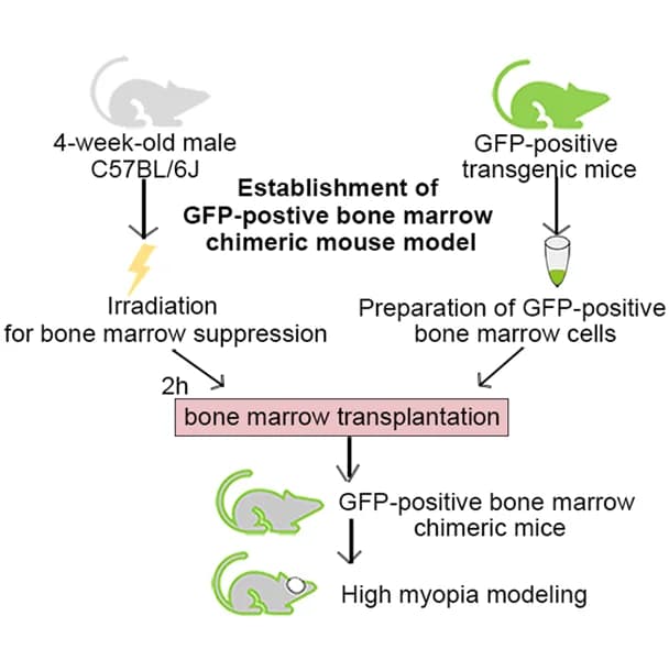 Open access visualization of Workflow, Flowchart, Illustration, GFP, Bone Marrow