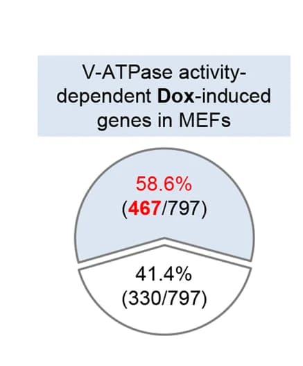 Open access visualization of Pie Chart, UPR mt genes, v-ATPase activity, Doxycycline, RNA-seq