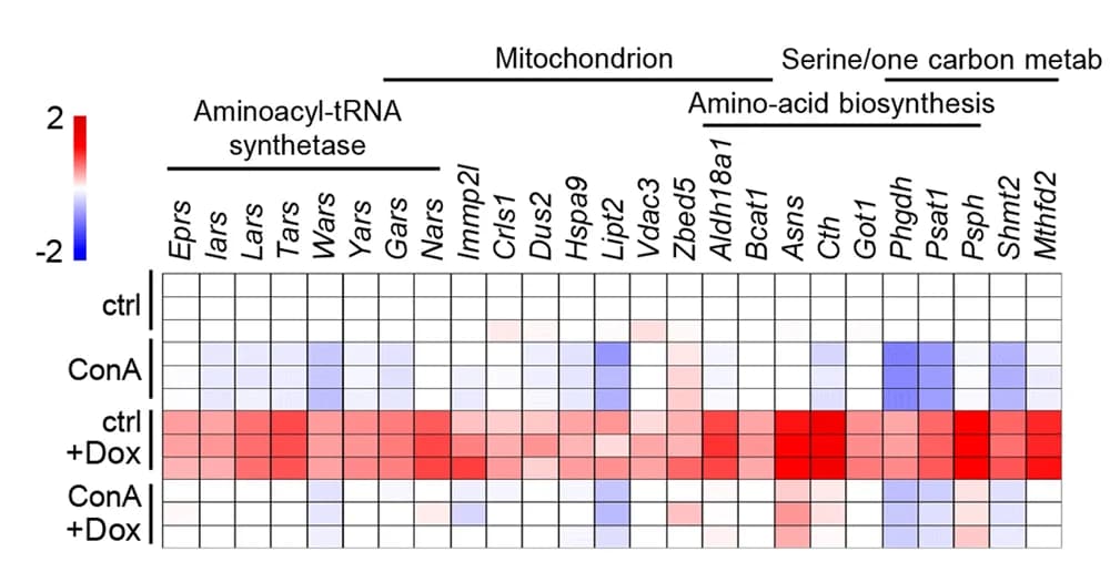 Open access visualization of Heatmap, v-ATPase activity-dependent UPR mt genes, MEFs, Doxycycline, ConA