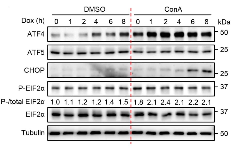 Open access visualization of Gel, Western Blot, Protein Expression, MEFs, ConA