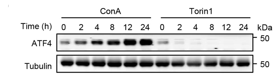 Open access visualization of Gel, Western Blot, MEFs, ConA, Torin1