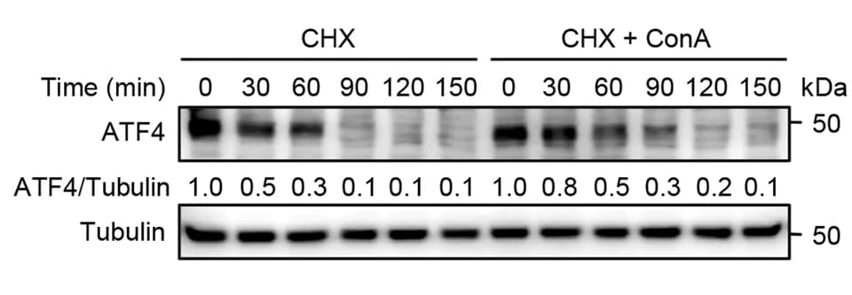 Open access visualization of Gel, Western Blot, MEFs, Cycloheximide, ConA