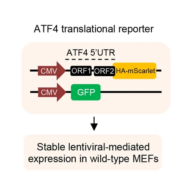 Open access visualization of Workflow, Illustration, Schematic Diagram, ATF4, Translational Reporter