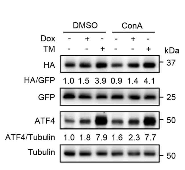 Open access visualization of Gel, Western Blot, MEFs, ATF4 Translational Reporter, GFP