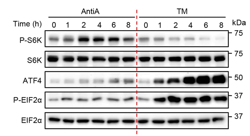 Open access visualization of Gel, Western Blot, MEFs, Antimycin A, Tunicamycin