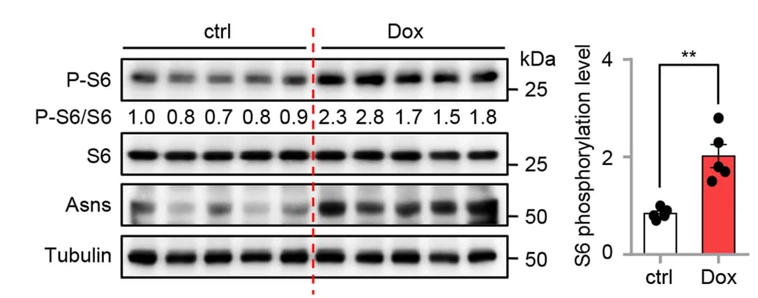 Open access visualization of Bar Plot, Scatter Plot, Error Bars, Photo, Gel