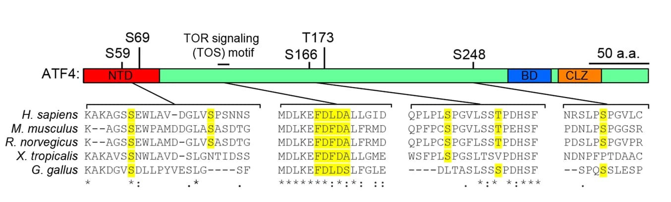 Open access visualization of Illustration, mTOR, ATF4, Phosphorylation Sites, Vertebrate Orthologs